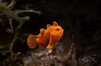 Alura muck slope in Dauin